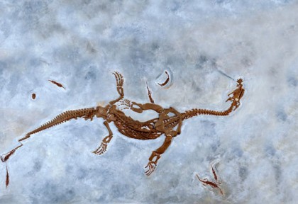 Fossil Museum San Giorgio