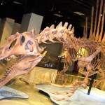 Spinosaurus Fossil Skeleton